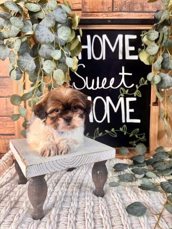 Small dog on a bench in front of a Home Sweet Home sign with eucalyptus decor.
