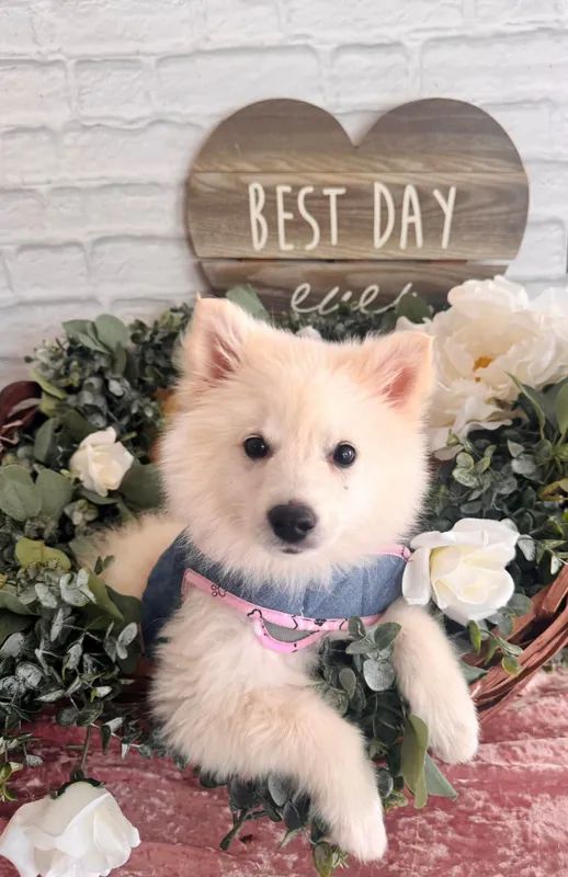 White fluffy puppy wearing a blue and pink bandana, posed before flowers and a 