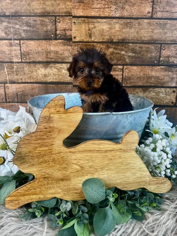 Small black-and-tan puppy sitting in a blue bucket behind a wooden bunny cutout with flowers and greenery.