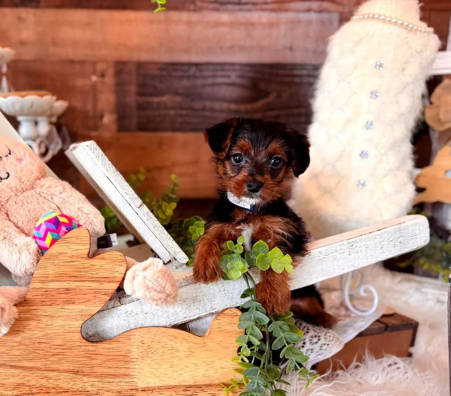 Small black-and-brown puppy sitting on a white star among rustic holiday decor and greenery
