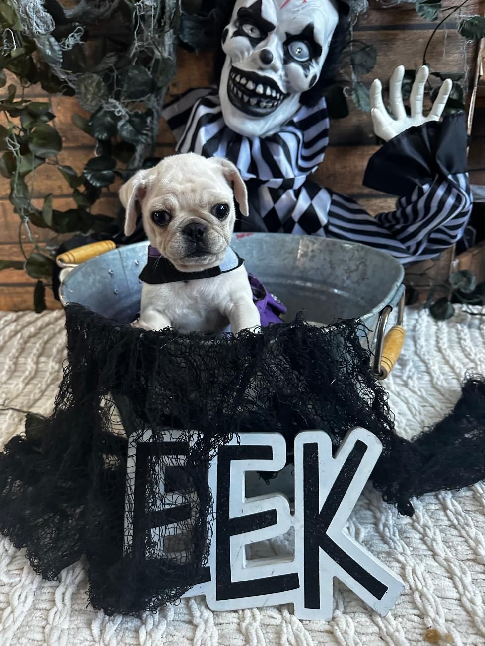 Puppy World