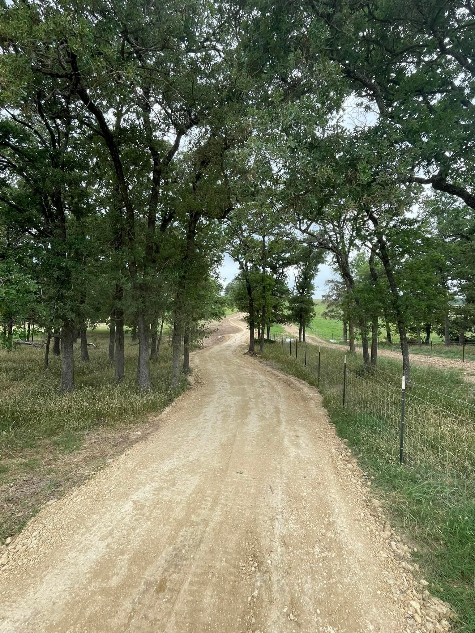 Dirt road lined with trees and grass, overcast sky.