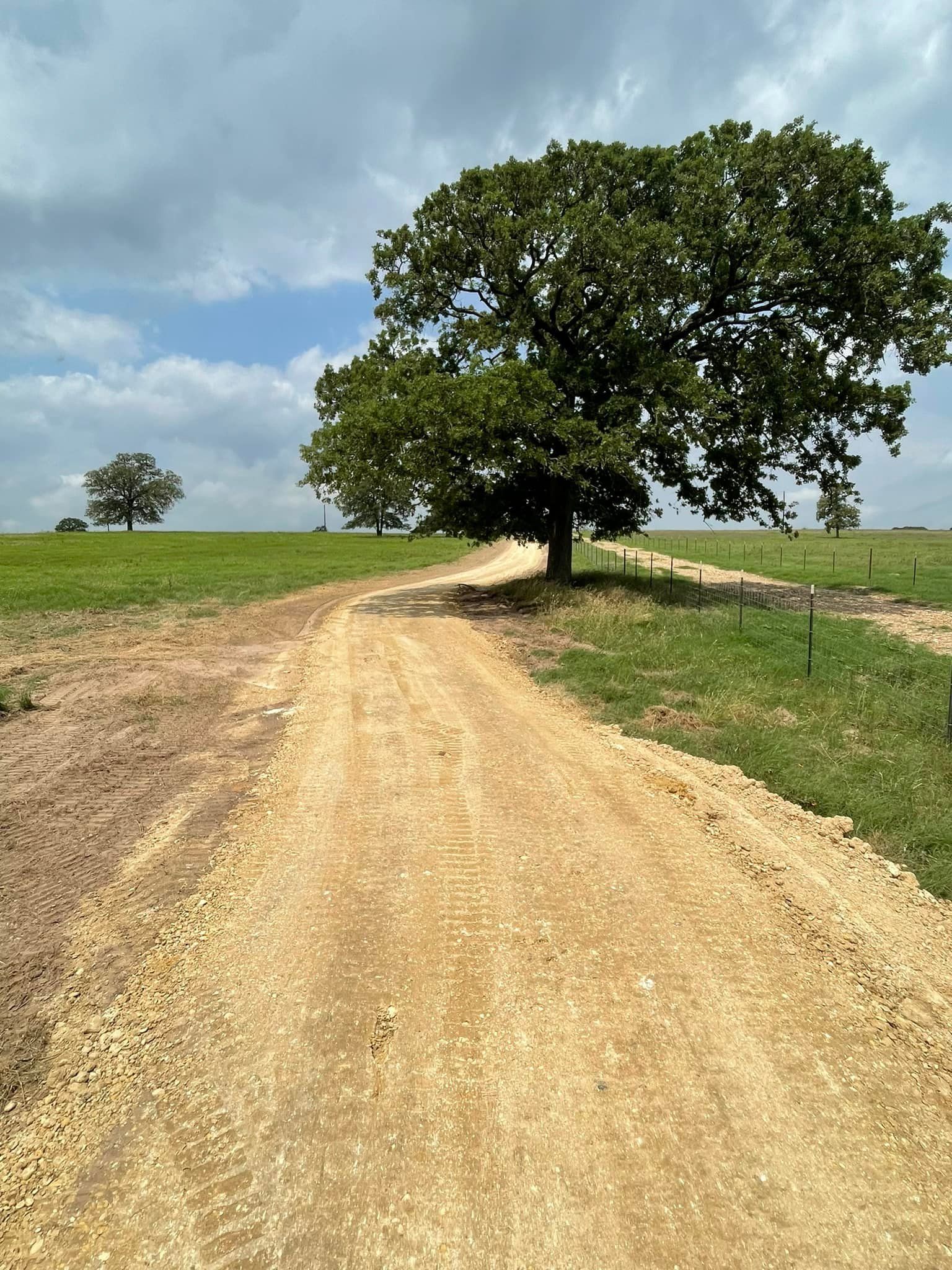 Dirt path leading to a large tree in a grassy field, under a cloudy sky.