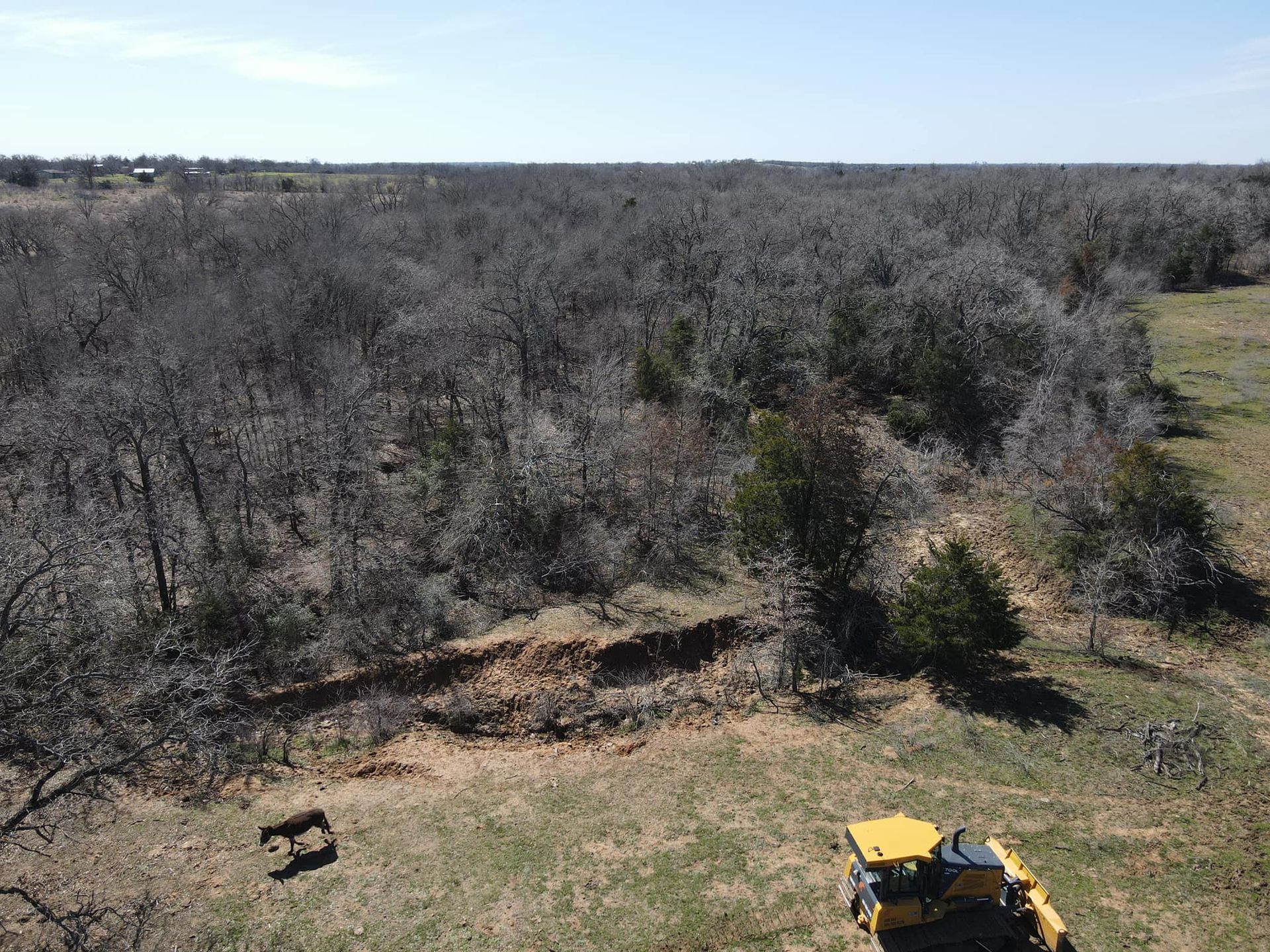 A yellow tractor clearing a path through a dry, leafless forest on a sunny day.