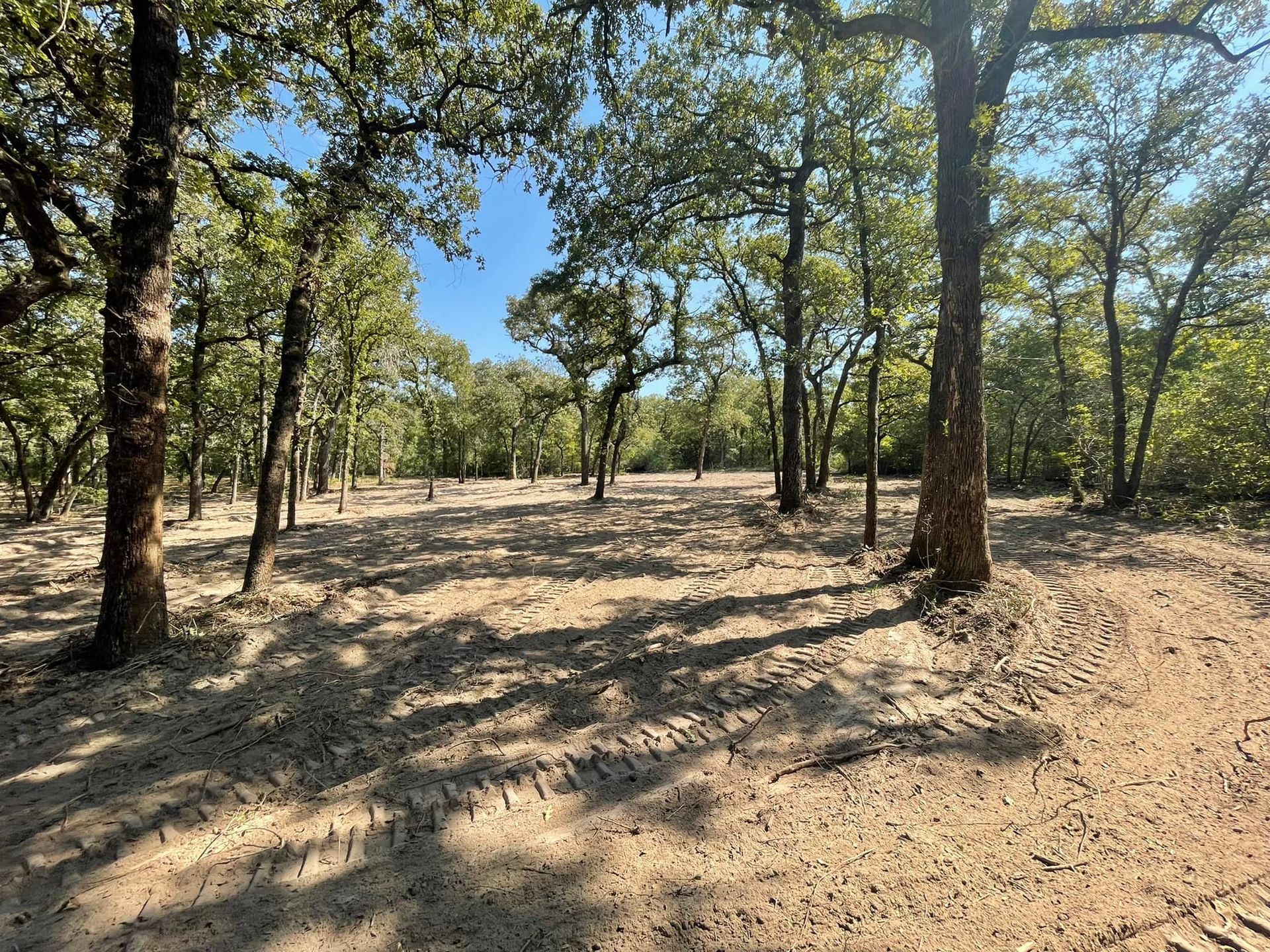 A sunny woodland scene with trees casting long shadows on the sandy ground.