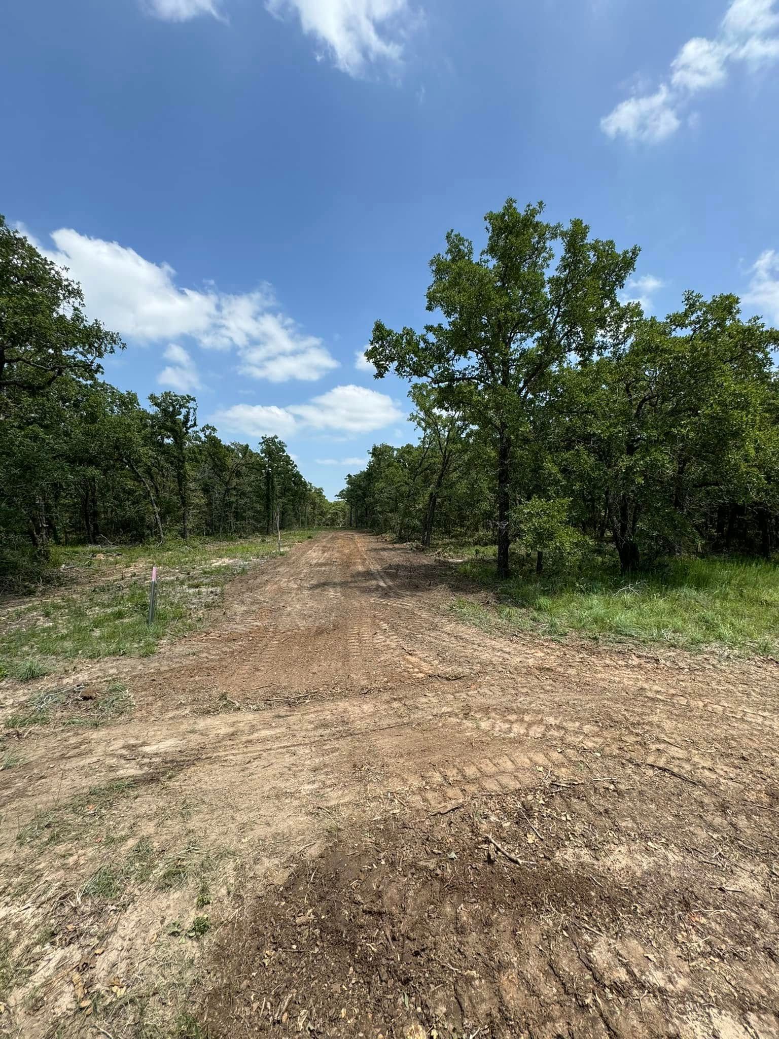 Dirt path through orchard of trees under a blue sky.