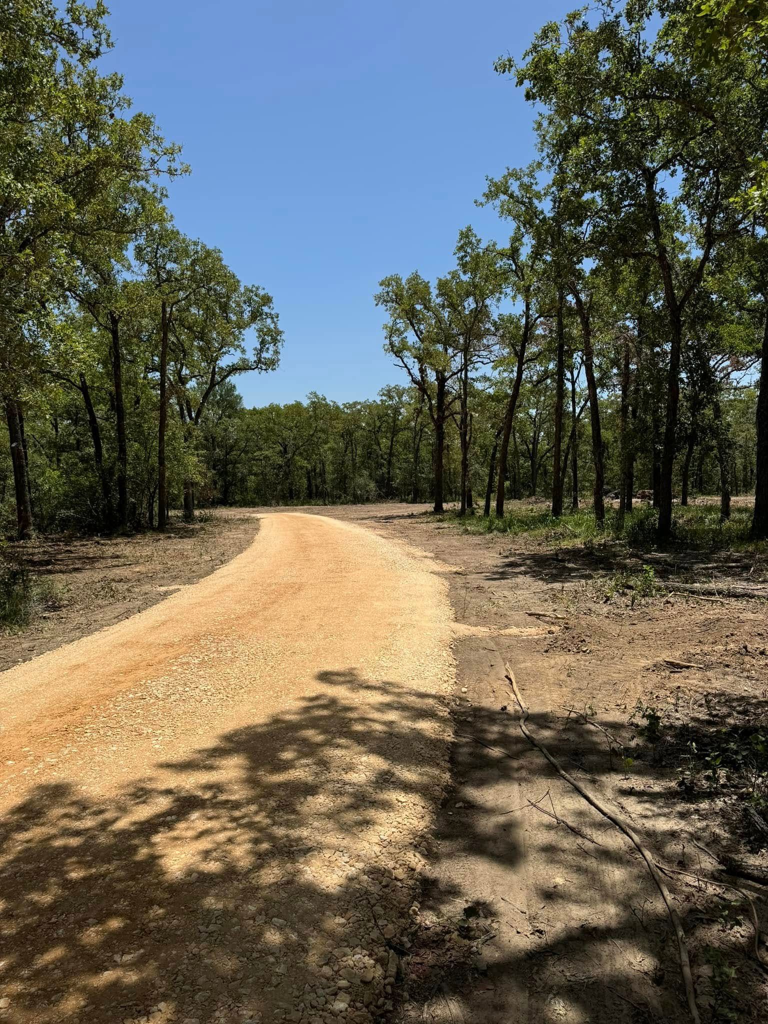 A dirt road winds through a sunny forest, with tall trees and a blue sky.
