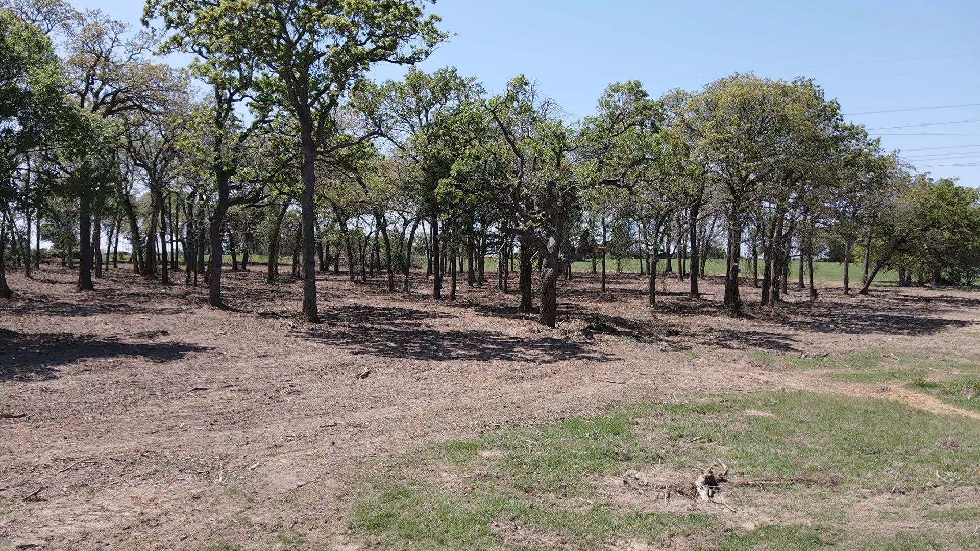 Trees in a field with bare ground in the foreground and a blue sky in the background.