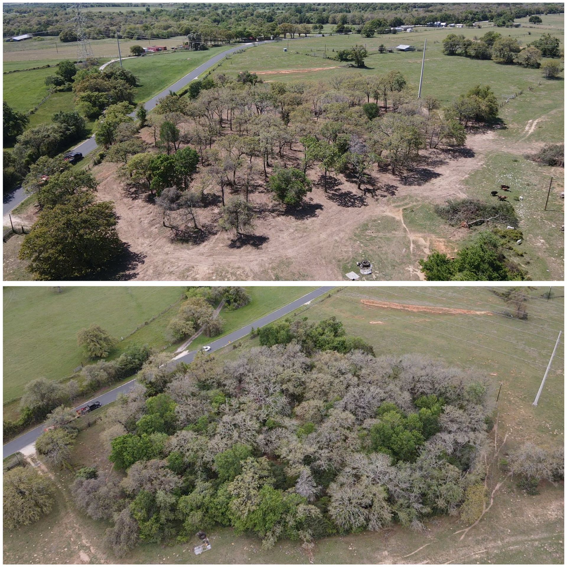 Two aerial views of a cluster of trees. The top view is more sparse with tan leaves; bottom view is full with green and tan leaves.