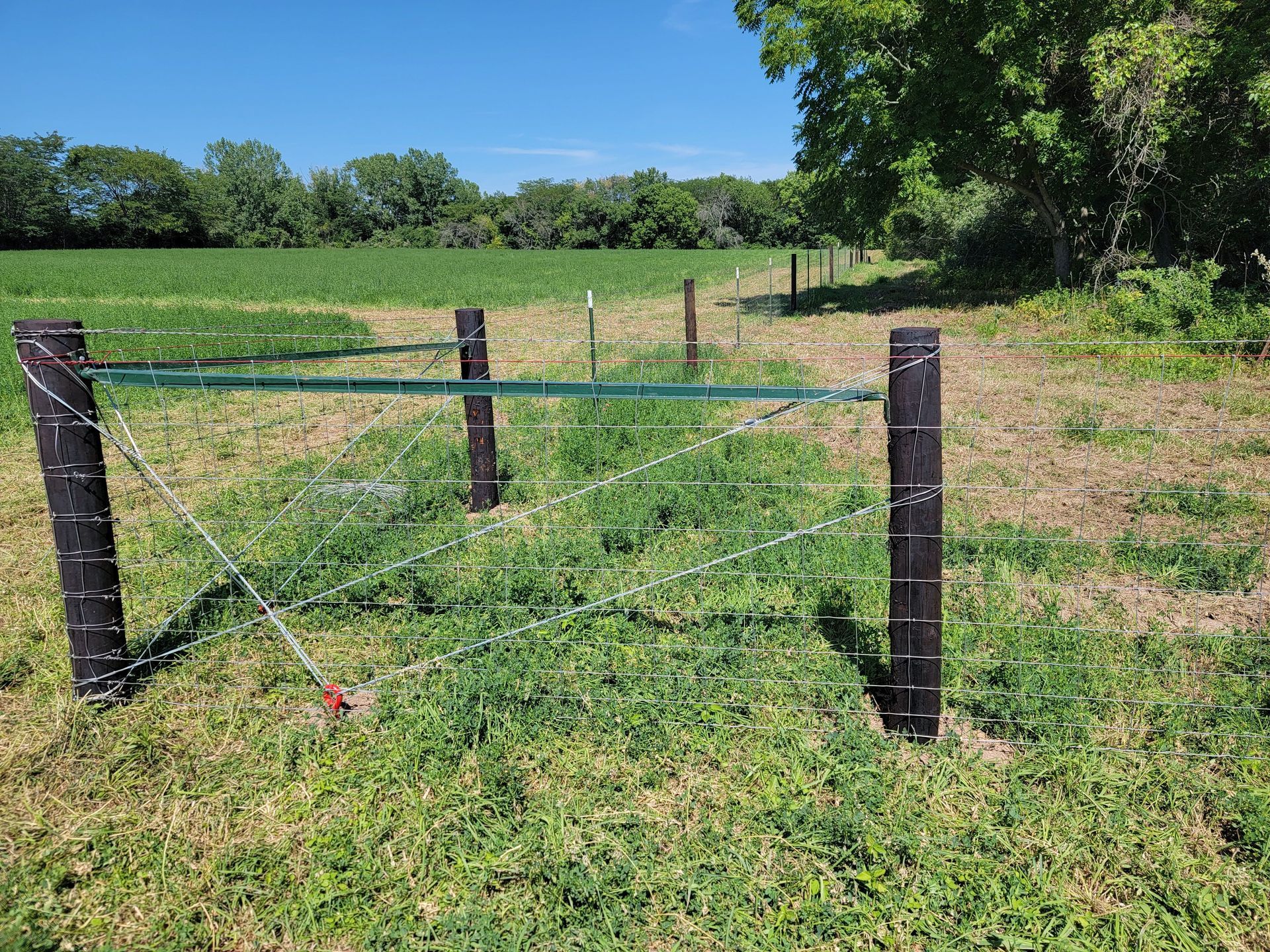 A barbed wire fence in a grassy field with trees in the background