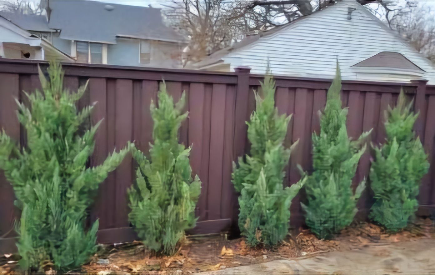 A row of trees growing next to a wooden fence in front of a house.