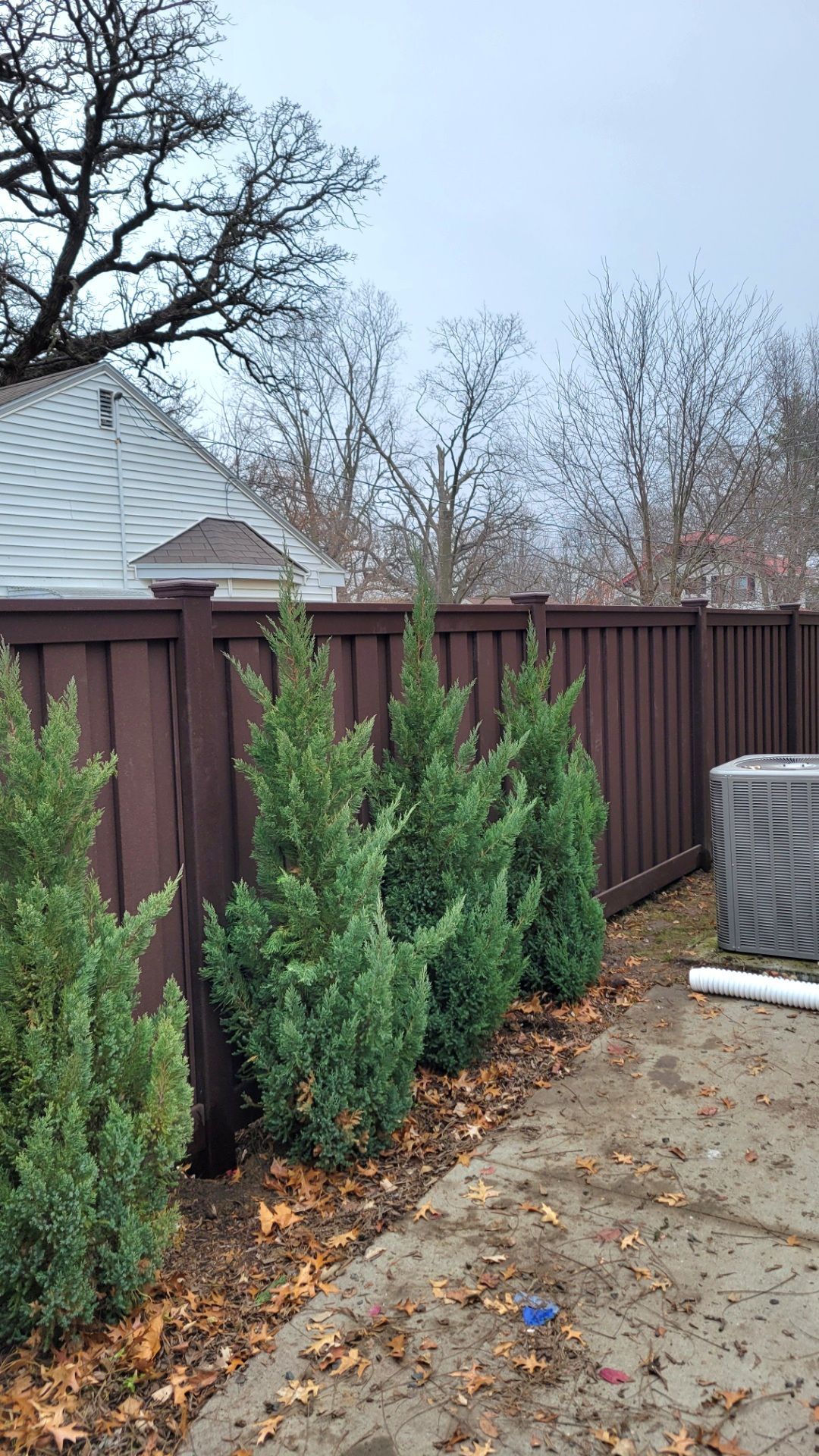 A row of christmas trees growing next to a wooden fence.