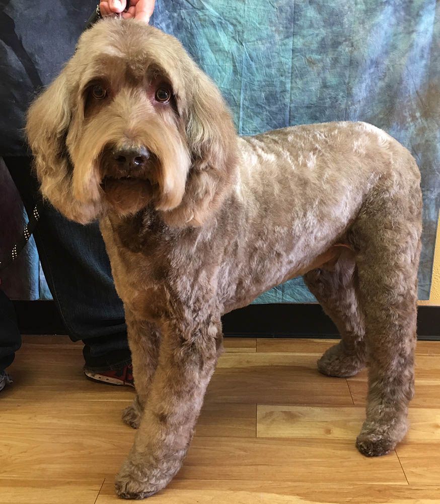 Dog and Cat Grooming Service Alta Pet Center Upland, CA