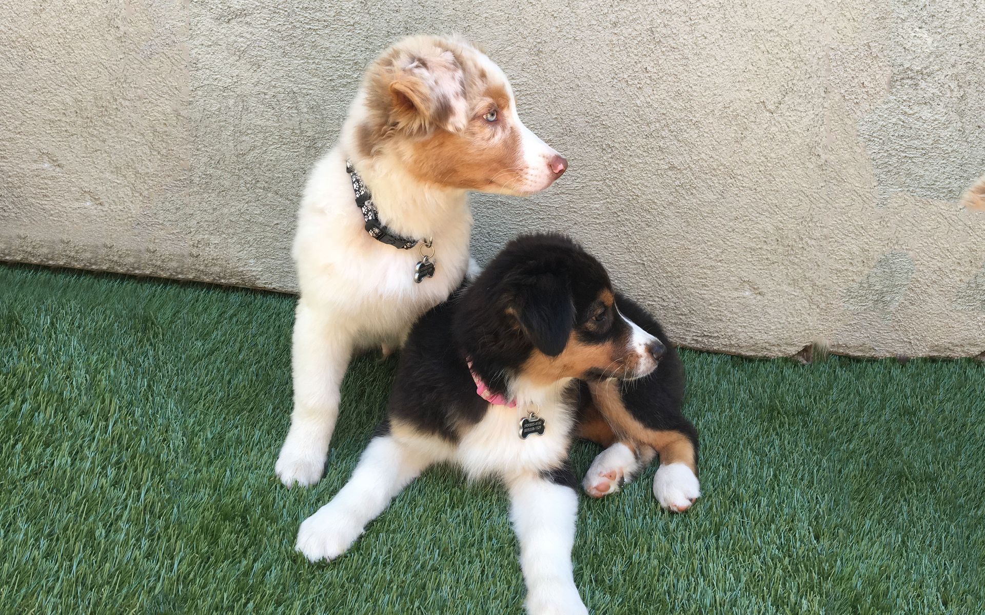 Dog and Cat Grooming Service Alta Pet Center Upland, CA