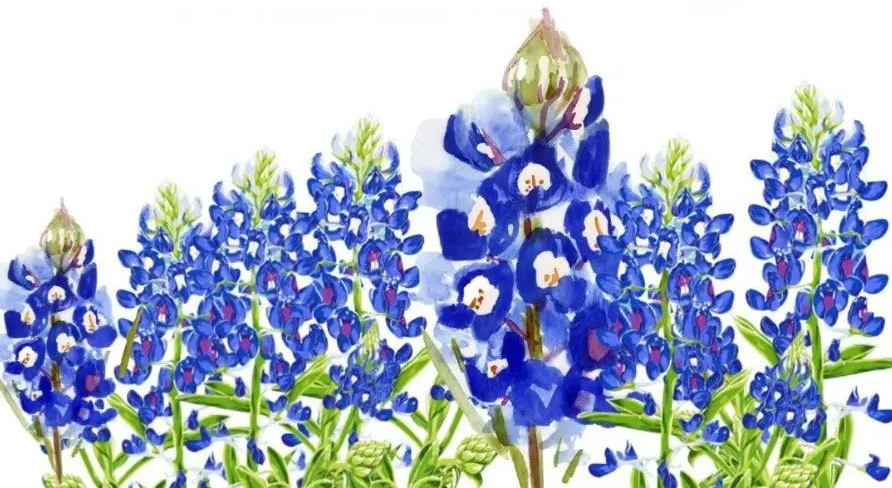 A bluebonnet background.