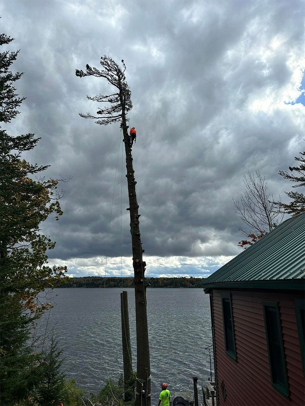 A man is climbing a tree next to a body of water.