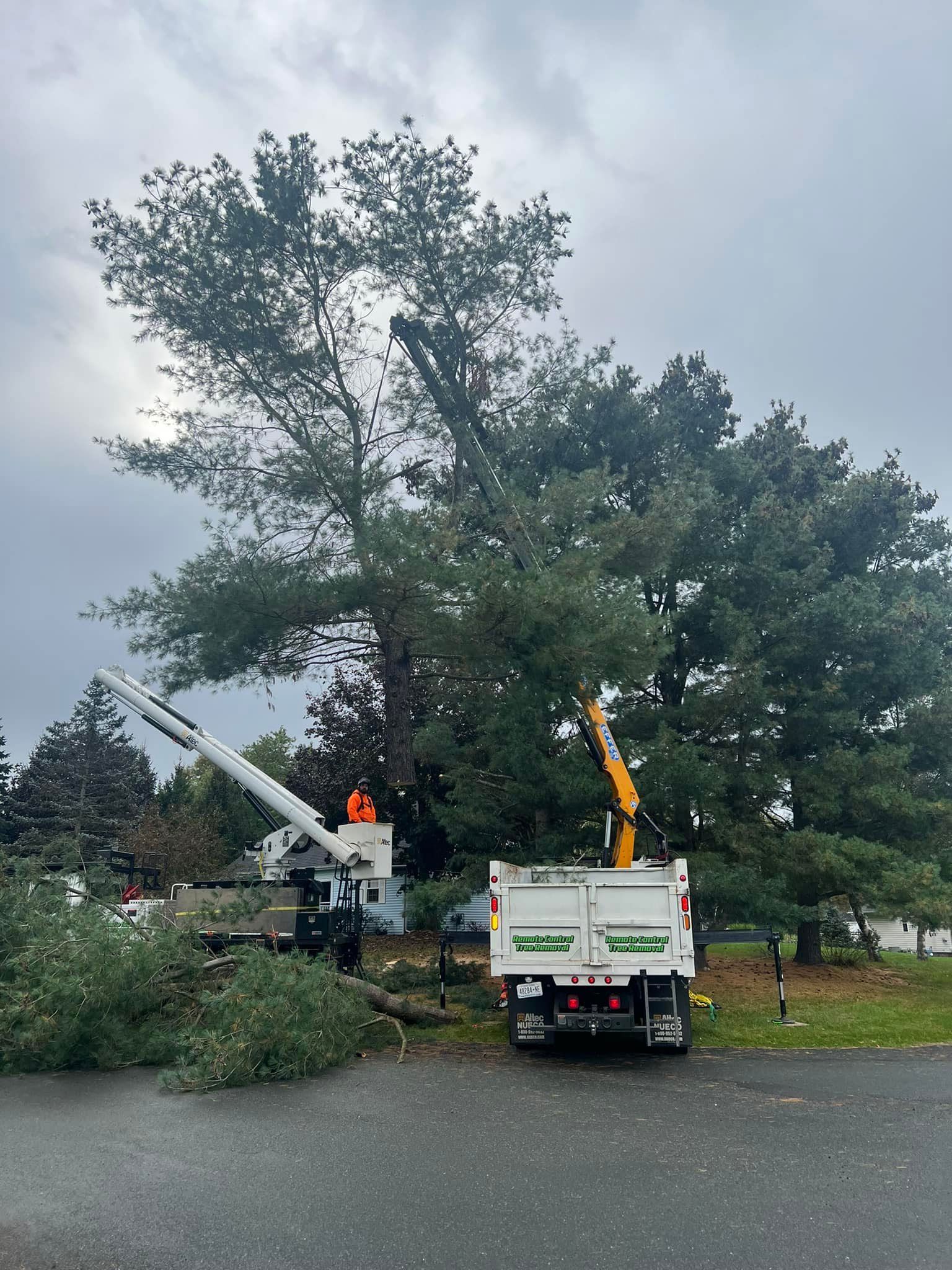 A tree cutting truck is parked in front of a large tree.