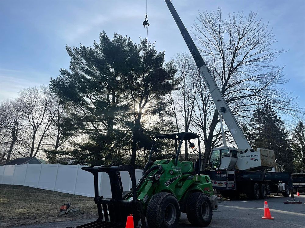 A forklift is lifting a tree with a crane.