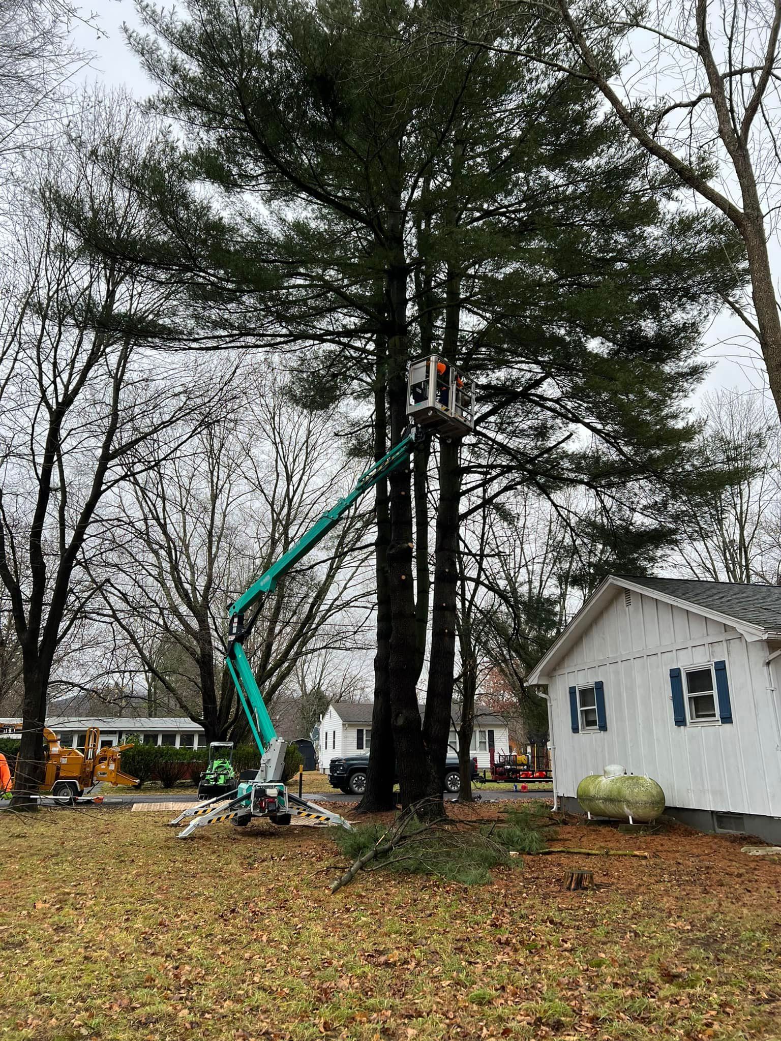 A man is cutting a tree with a crane in front of a house.