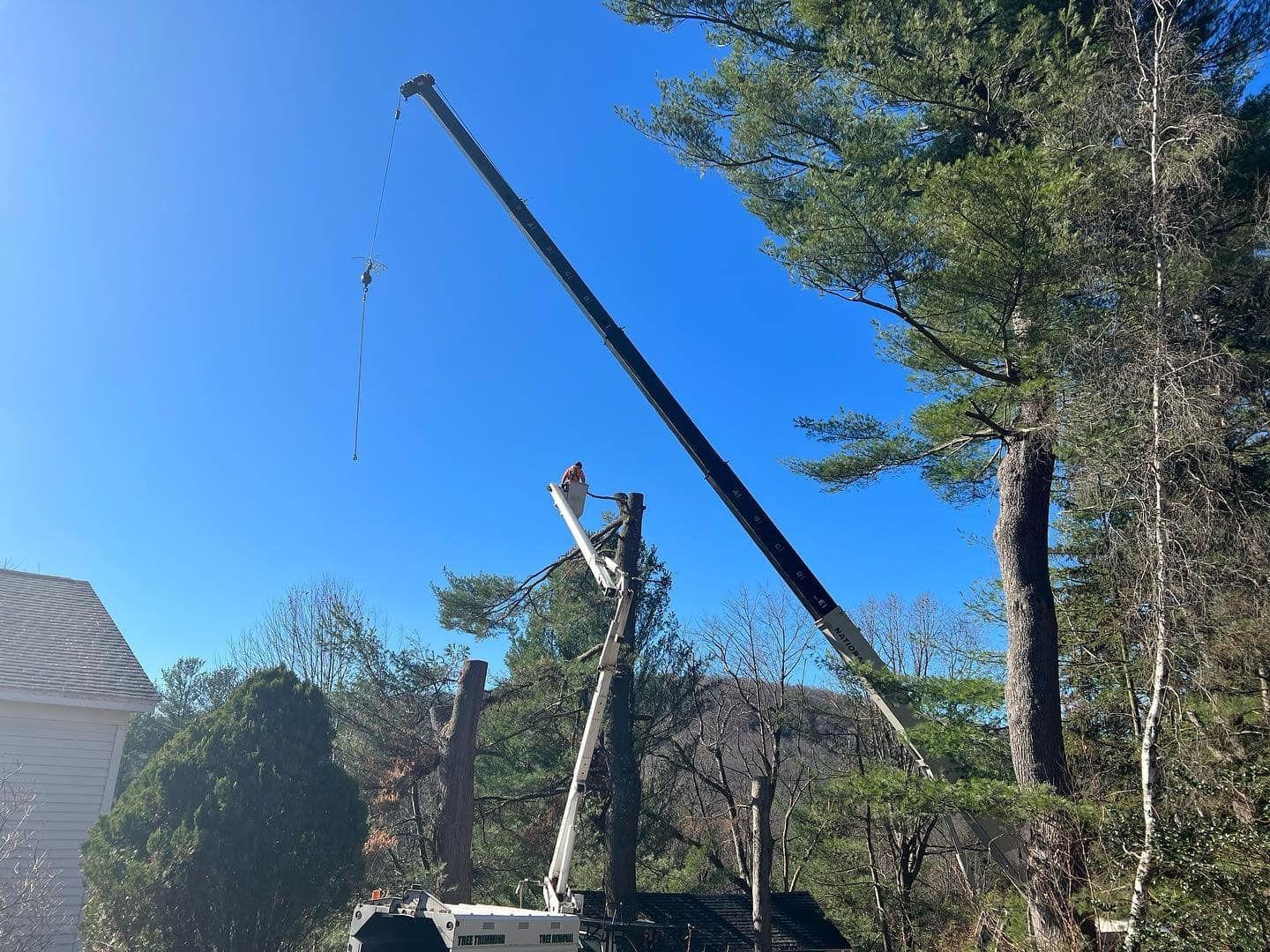 A large crane is cutting a tree in the woods.