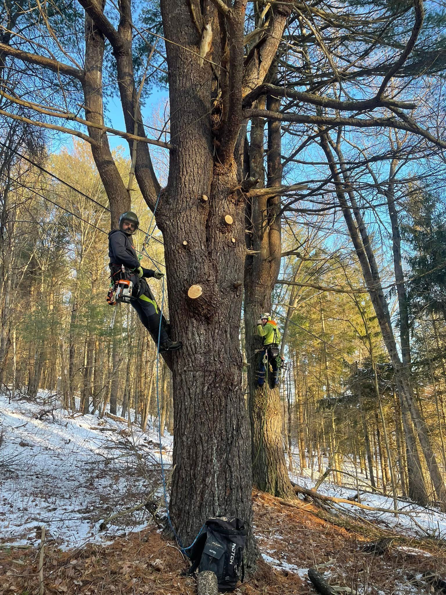 A man is climbing a tree in the woods with a chainsaw.