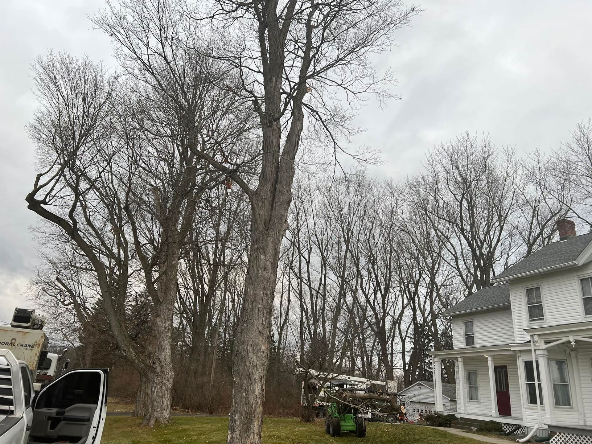 A large tree is being cut down in front of a house.
