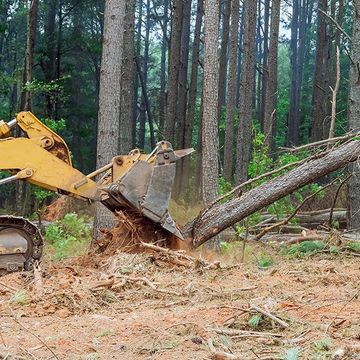 A bulldozer is cutting down a tree in the woods
