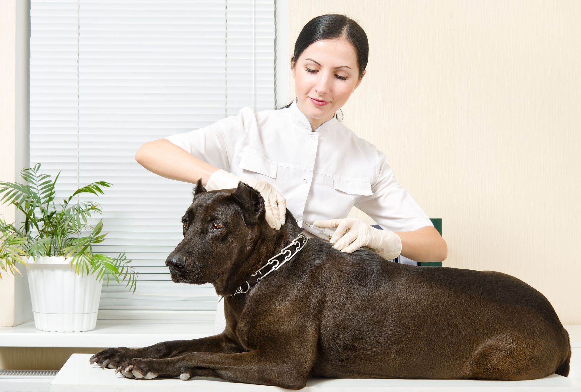 veterinarians