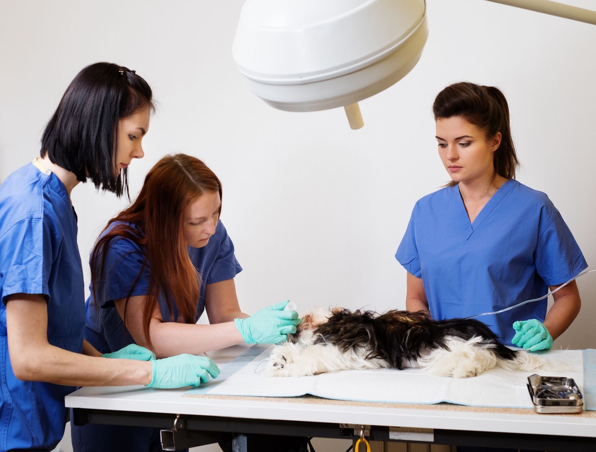 local animal hospital
