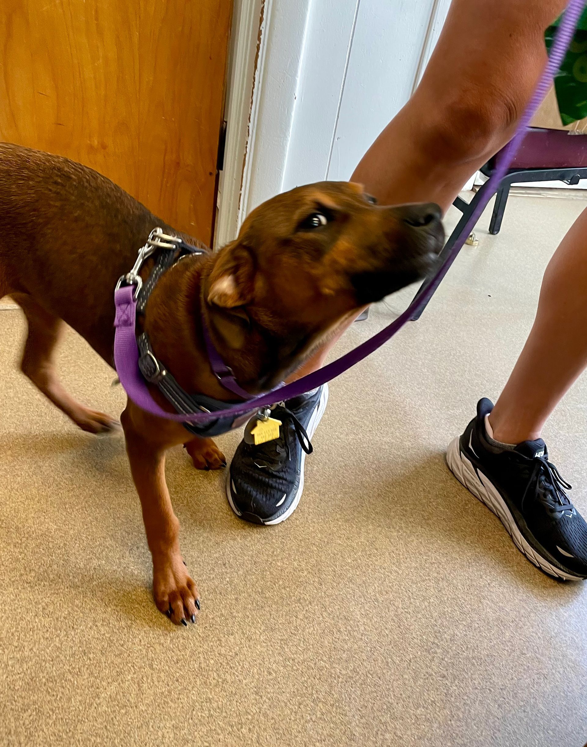 Brown dog on a purple leash; person holding the leash. The dog is looking up with a curious expression.