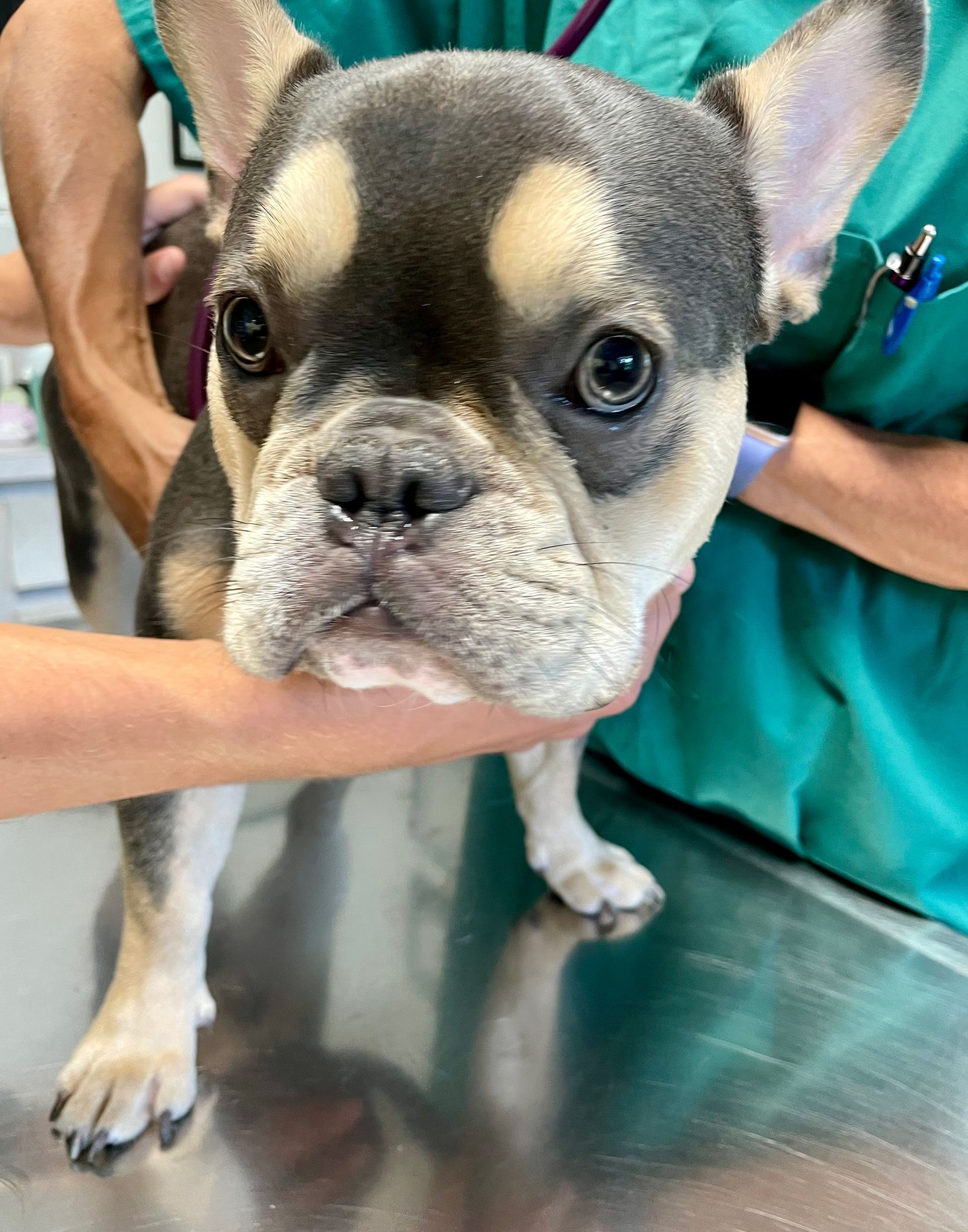 French bulldog with a black and tan coat being held by a person in a green uniform at a vet clinic.