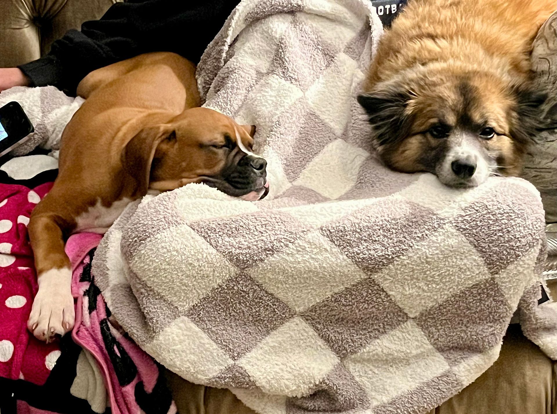 Two dogs sleeping on a checkered blanket: a boxer and a fluffy brown and white mix.