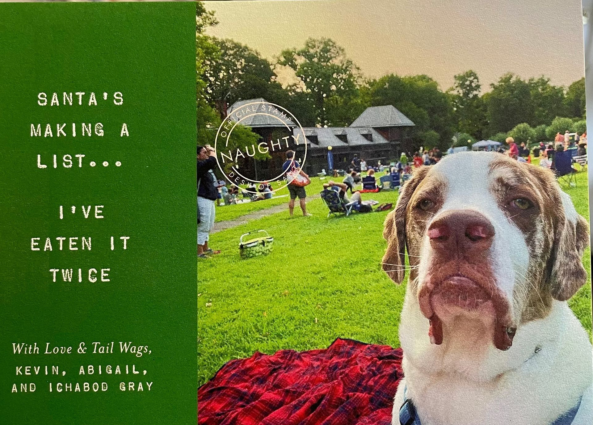 A dog looking at the camera, with green text saying, 