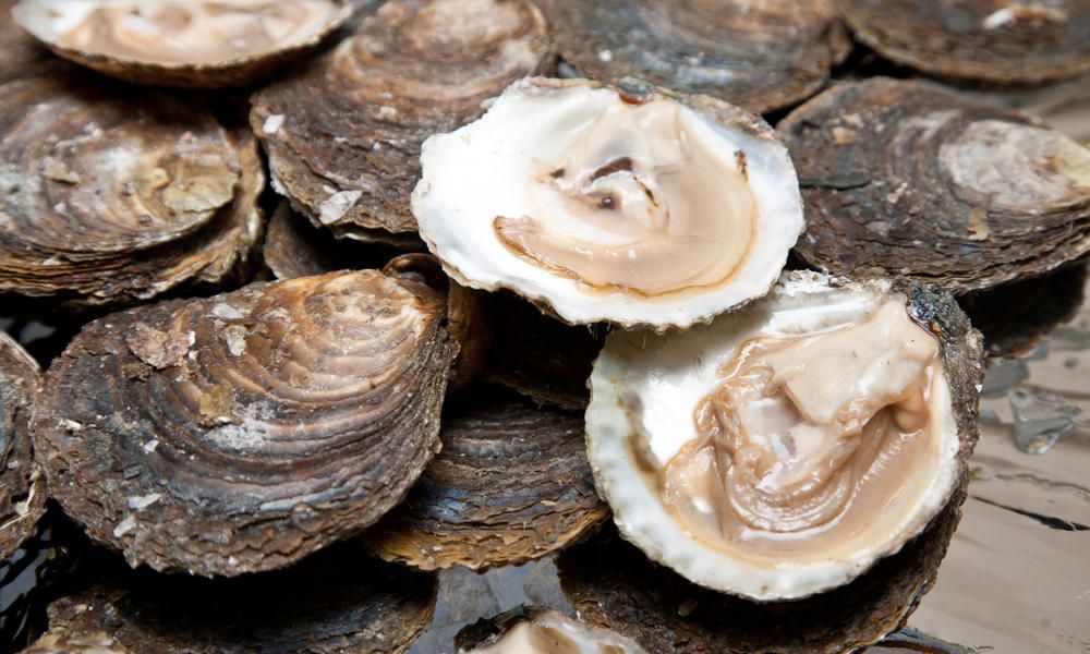 oyster