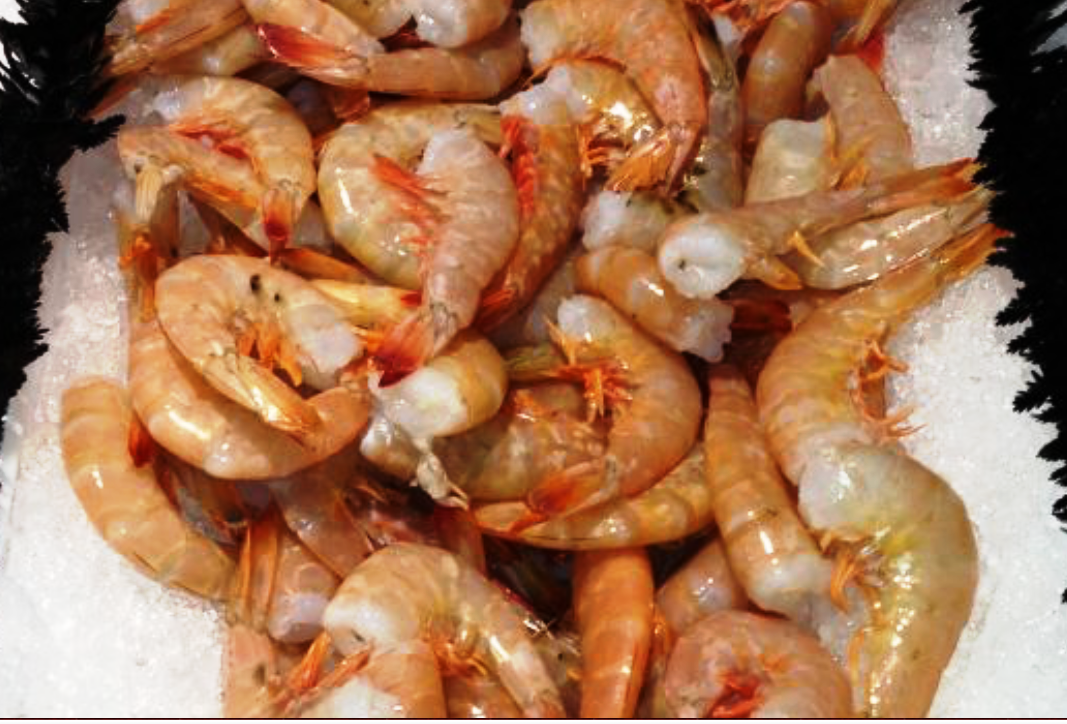 Shrimp