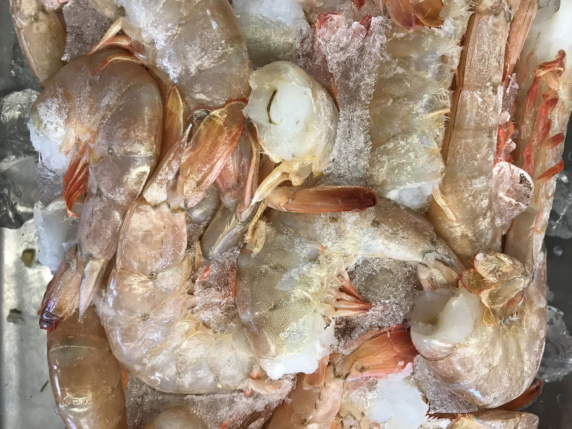 Shrimp