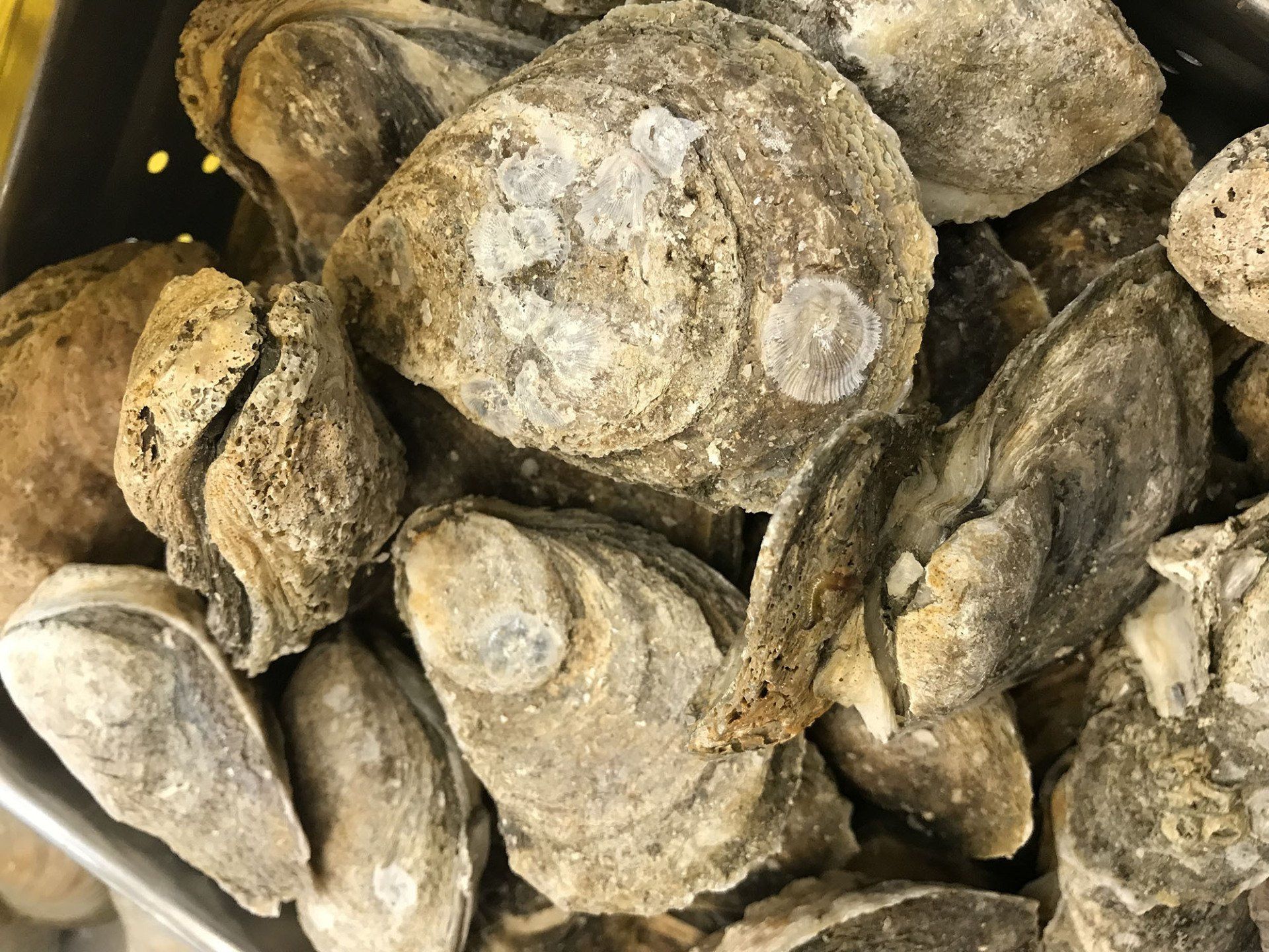 oyster