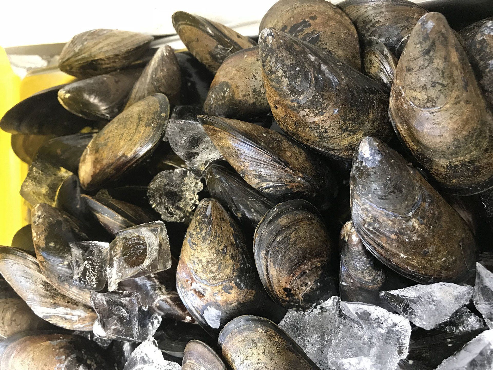 Shell fish