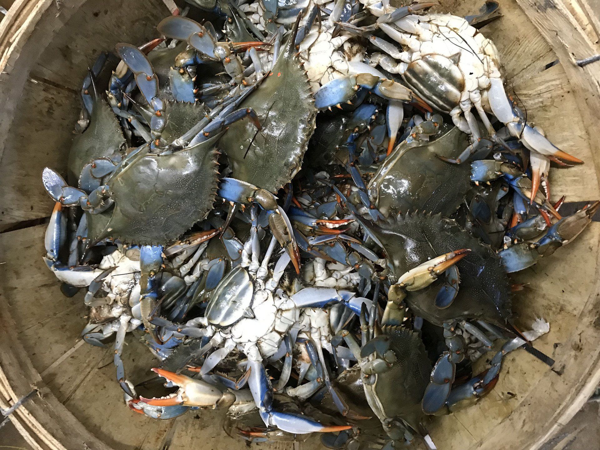 Blue Crabs
