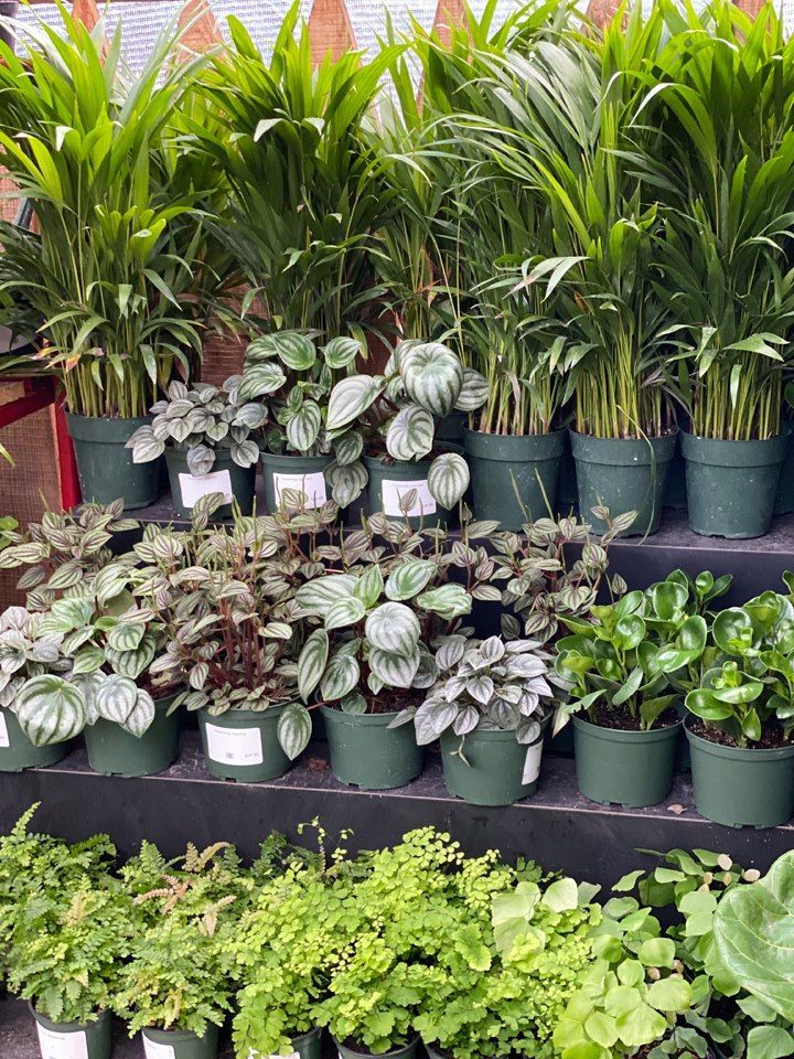 Plants Green Valley Nursery & Landscaping Florence, AL