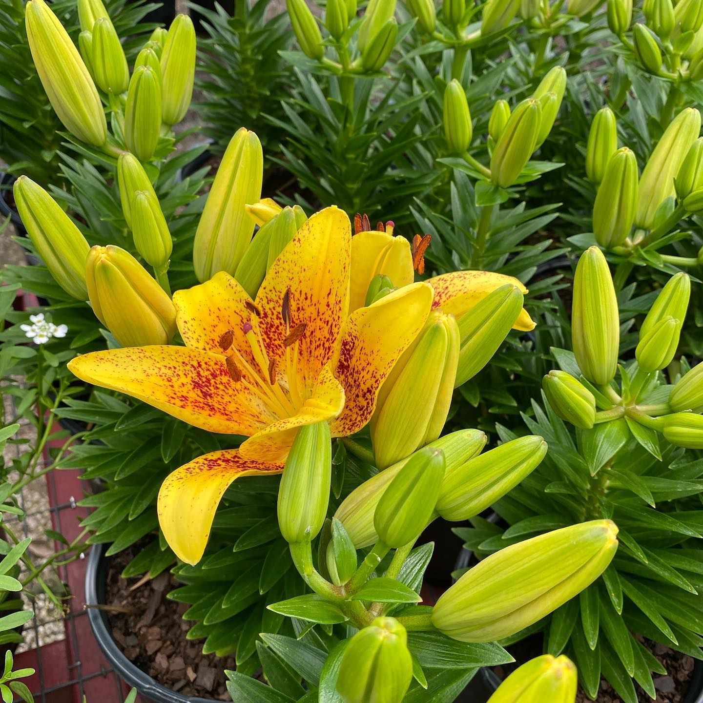 Gallery Green Valley Nursery & Landscaping