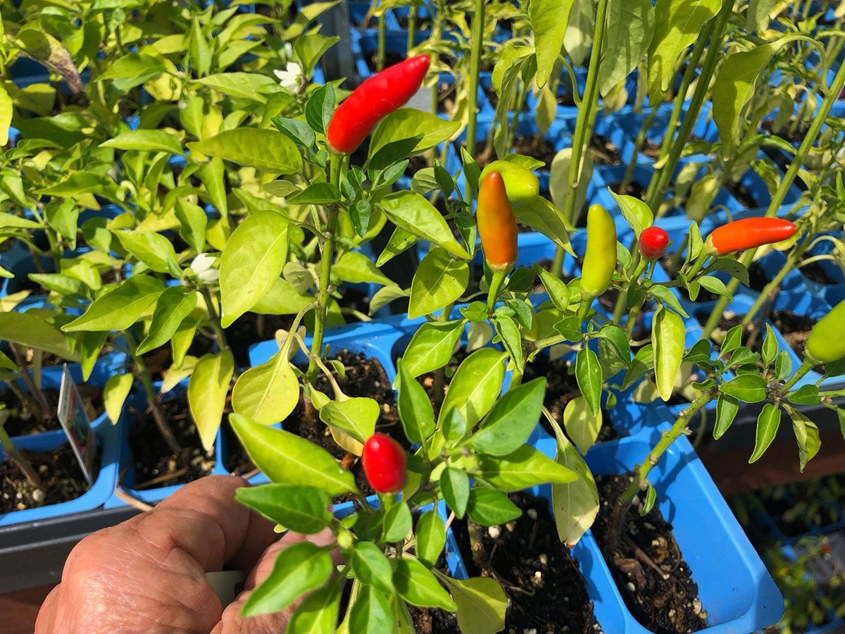 Gallery Green Valley Nursery & Landscaping