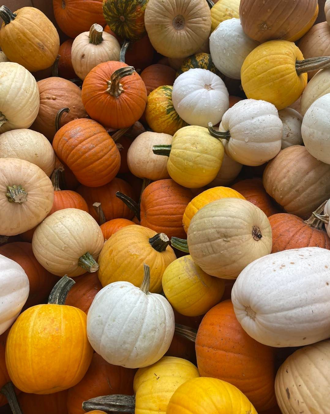 Gallery Green Valley Nursery & Landscaping