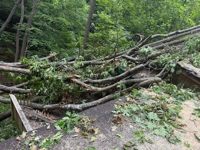 Fallen tree branches and debris covering a structure with a forest backdrop.