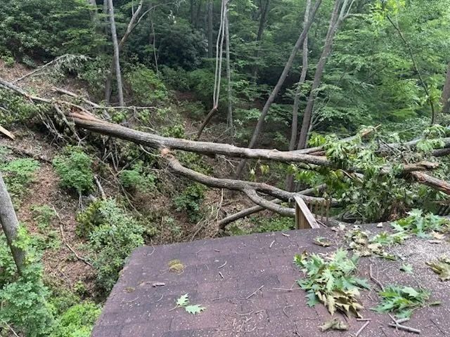 Fallen trees and branches on a roof, surrounded by green foliage, in a forest setting.