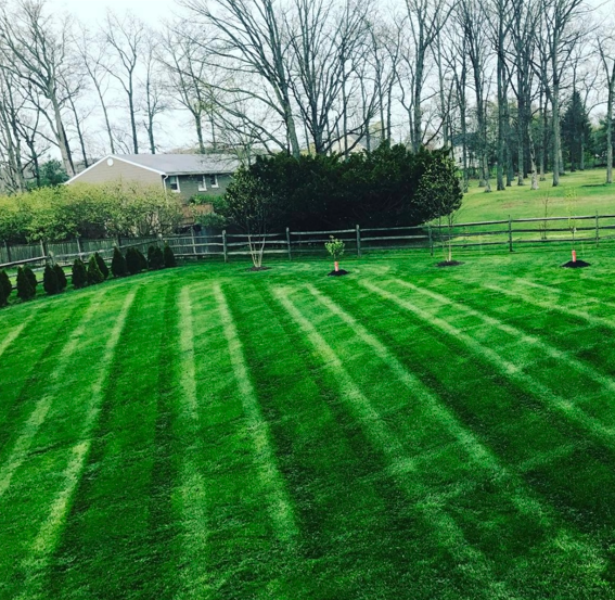 A lush green lawn with a fence and trees in the background.