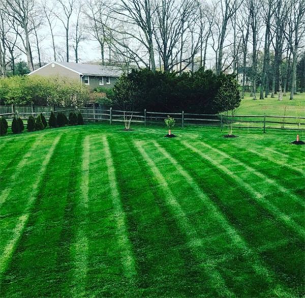 A lush green lawn with a fence and trees in the background.