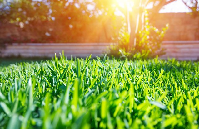 A close up of a lush green lawn with the sun shining through the trees in the background.