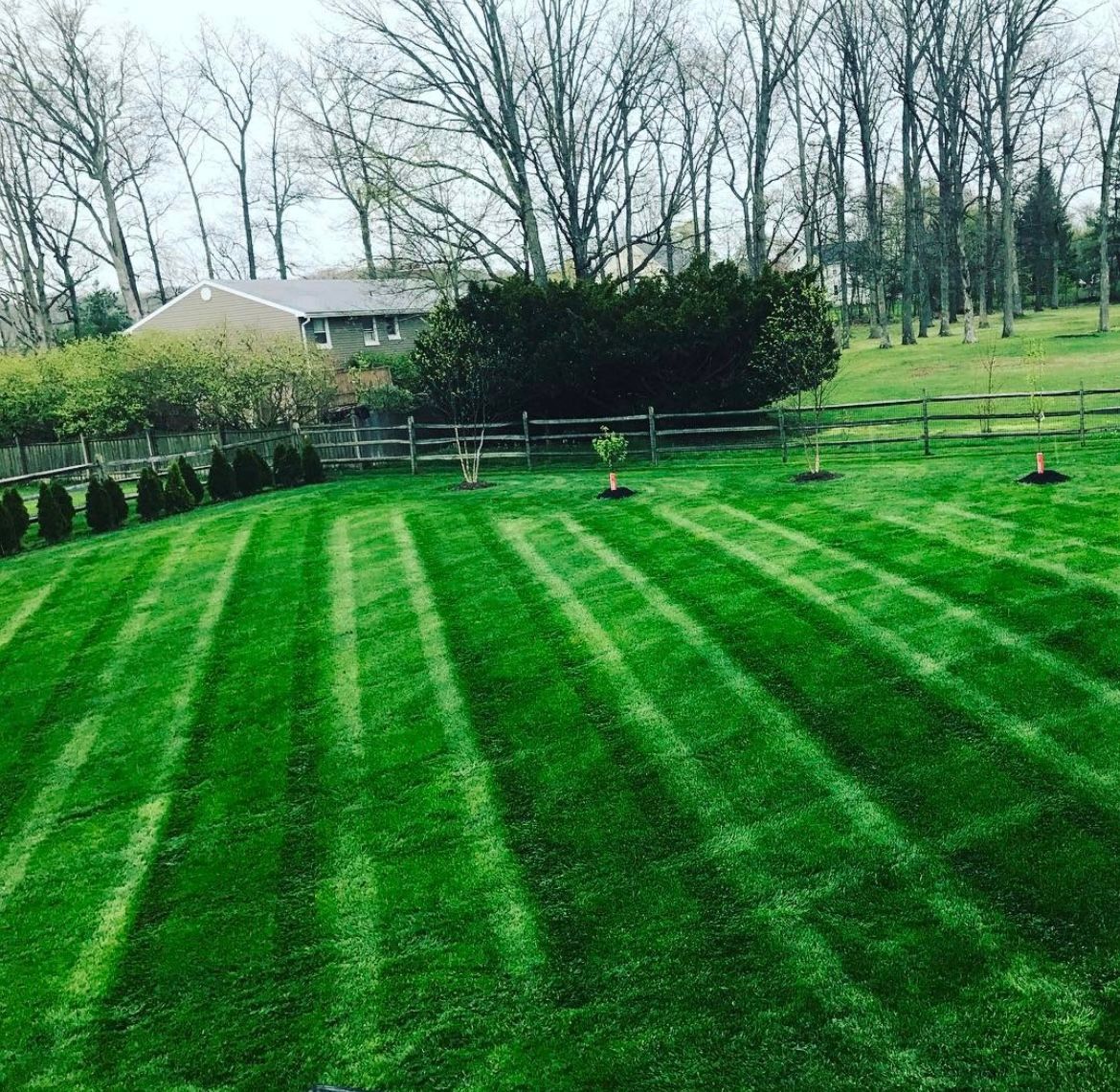 A lush green lawn with a fence and trees in the background.