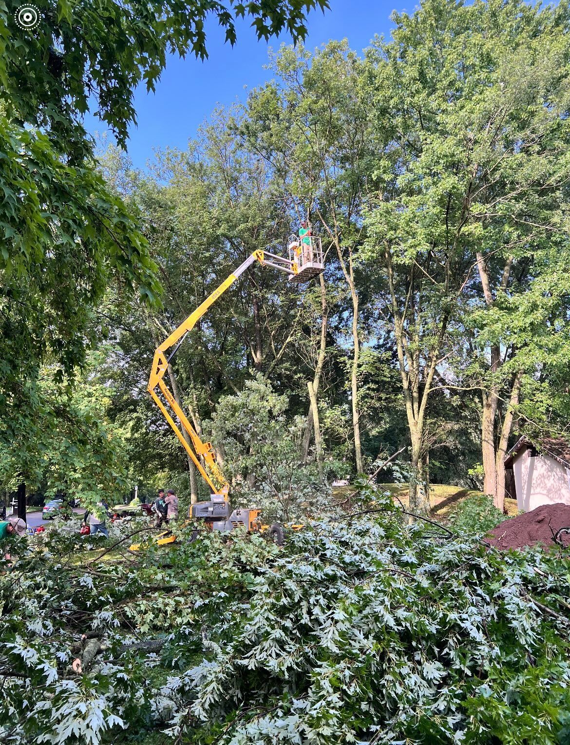 A crane is cutting a tree in a forest.